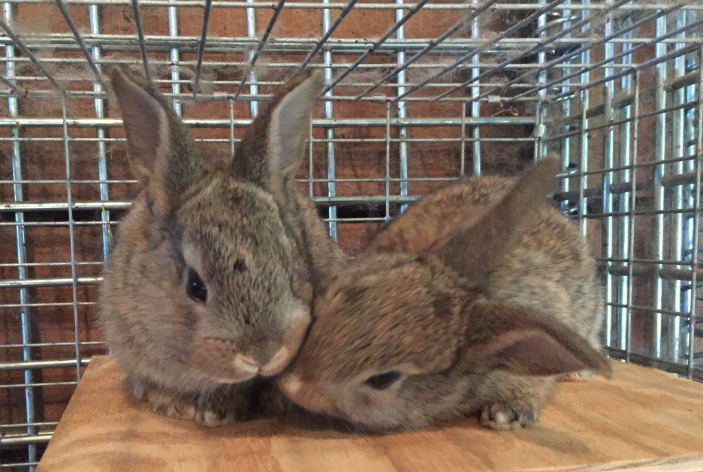 Flemish Giant babies