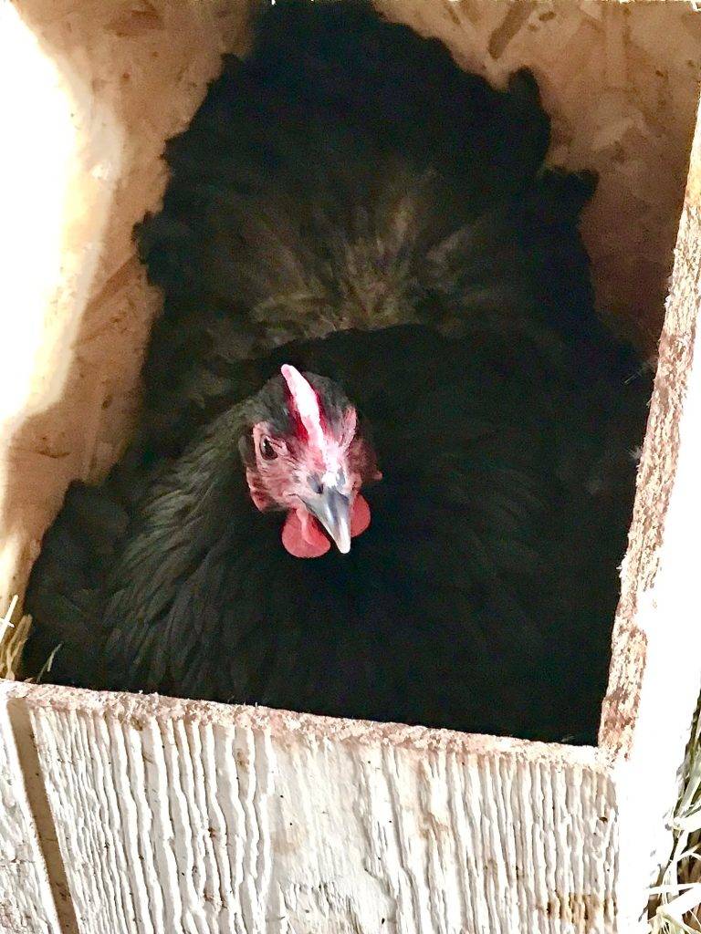 Jersey Giants Motrosa Farm