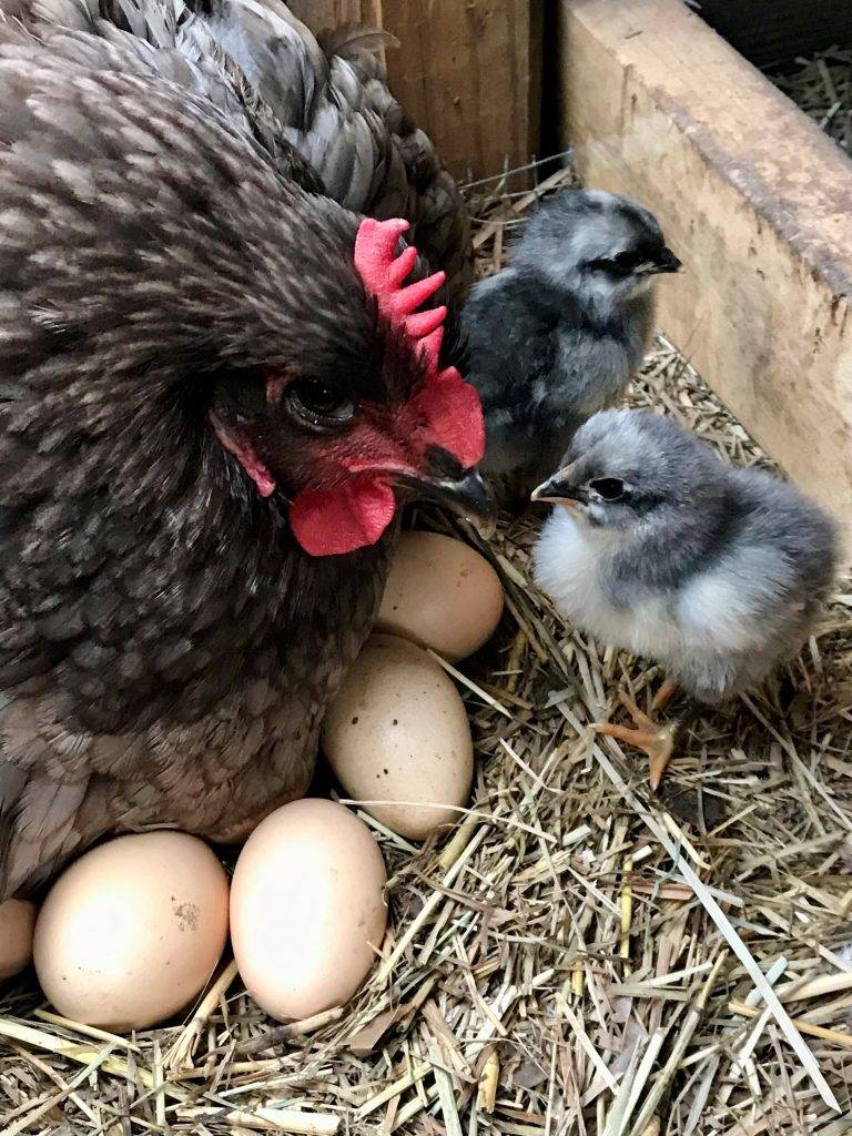 a blue jersey giant hen with her chicks