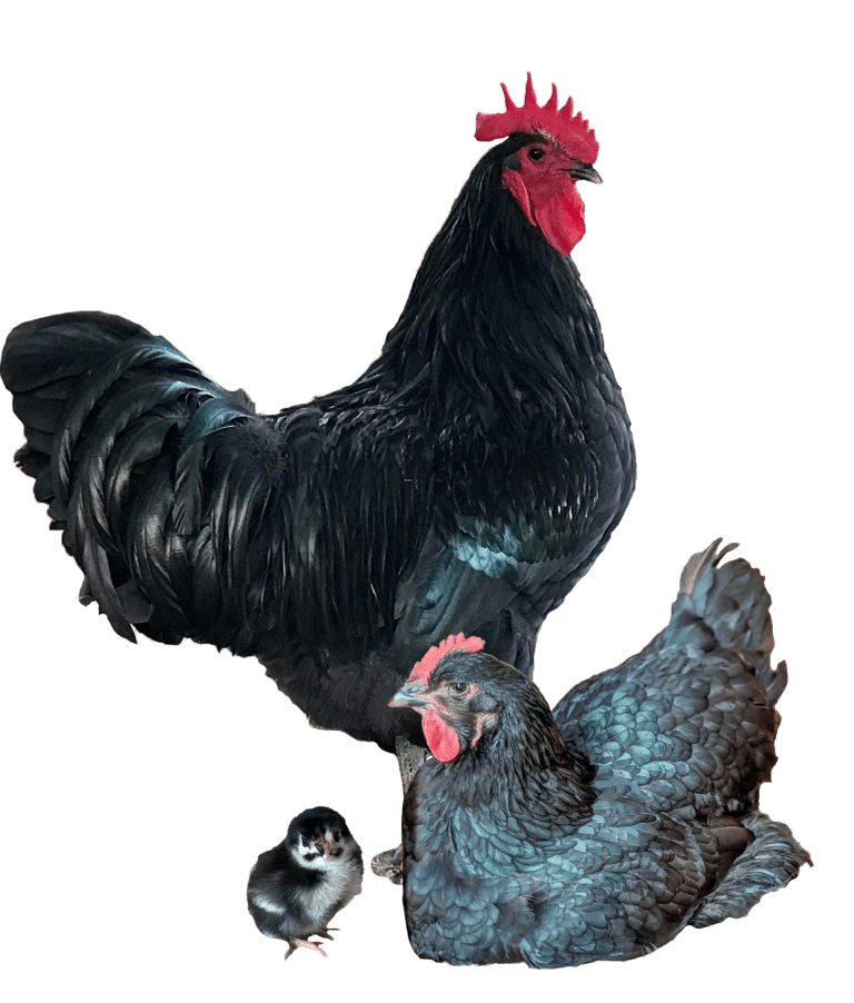 Black Jersey Giants Chickens