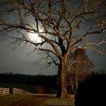 Black walnut tree at night