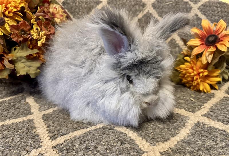 photo of English Angora baby bunny